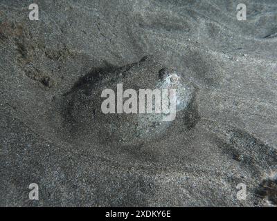 Une seiche commune juvénile (Sepia officinalis) se trouve bien camouflée dans le sable de lave du fond marin la nuit. Site de plongée Playa, Los Cristianos Banque D'Images