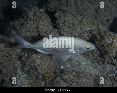 Salema porgy (SARPA salpa) nage sur le sable de lave dans la mer la nuit. Site de plongée Playa, Los Cristianos, Tenerife, Îles Canaries, Espagne Banque D'Images