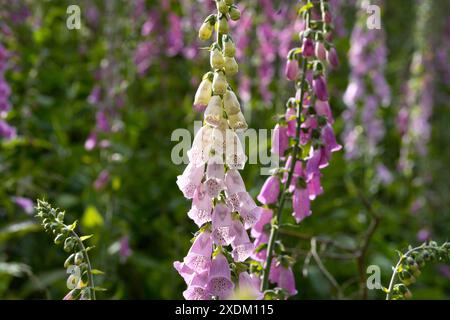 Digitalis purpurea, gant de foxglove commun en fleur, gant de foxglove violet ou gant de dame, venimeux, Karlovy Vary, République tchèque, Carlsbad, Bohême occidentale, tchèque Banque D'Images