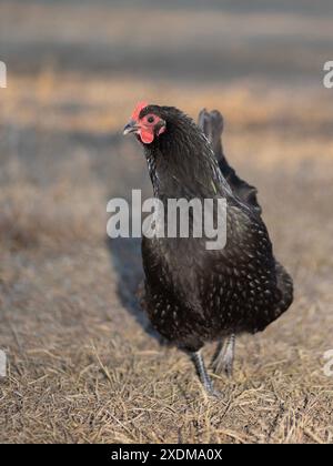 Femelle de poulet australorp en liberté venant vers la caméra sur un champ herbeux en hiver. Banque D'Images