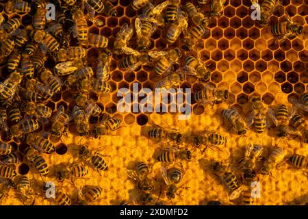 Les abeilles s'assoient sur des nids d'abeilles avec du miel dans un cadre d'abeille dans un gros plan de ruche d'abeille. Apiculture, scellement des nids d'abeilles avec de la cire et verser du miel, élevage et keepin Banque D'Images