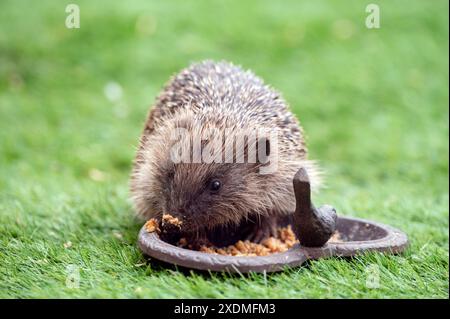 Un hérisson mangeant de la nourriture végétalienne pour chiens dans le jardin pendant la journée, avec de la nourriture sur son museau. Banque D'Images