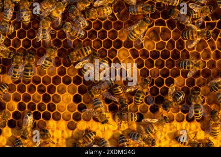 Les abeilles s'assoient sur des nids d'abeilles avec du miel dans un cadre d'abeille dans un gros plan de ruche d'abeille. Apiculture, scellement des nids d'abeilles avec de la cire et verser du miel, élevage et keepin Banque D'Images