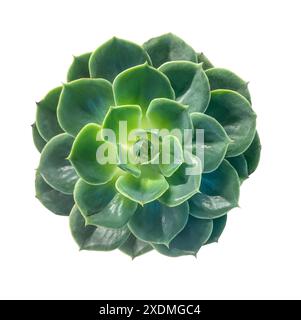 Vert vif Echeveria succulent Plant vue de dessus isolé sur fond blanc avec chemin de détourage. Vue rapprochée d'un vert éclatant echeveria succulent p Banque D'Images