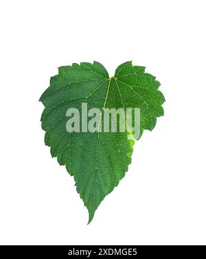 Feuille de houblon isolée sur un fond blanc avec chemin de détourage. Feuille de houblon frais vert pour faire de la bière et du pain isolé sur fond blanc. Banque D'Images