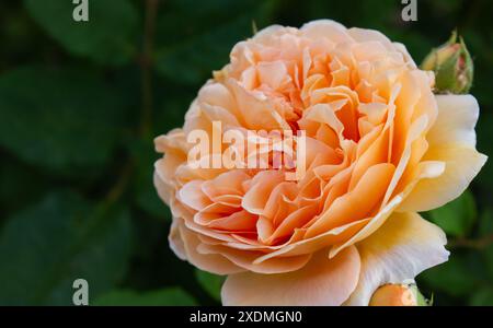 Gros plan Apricot Rose Crown Princess Margareta fleurit dans le jardin sur fond de feuilles floues avec espace de copie pour cartes postales, salutations, invitatio Banque D'Images