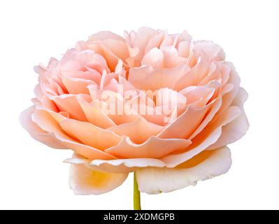 Belle Rose anglaise rose pâle avec des pétales tendres isolé sur fond blanc avec masque de découpage. Banque D'Images