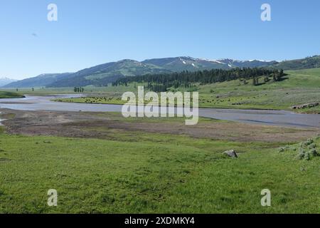 Bison Buffalo pâturant sur la colline près de la rivière Lamar dans la vallée de Lamar au printemps 2024 dans le parc national de Yellowstone Banque D'Images