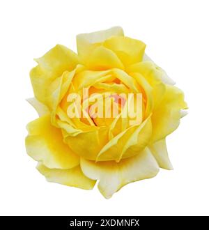 Belle fleur de Bud Rose jaune vif vue de dessus isolé sur fond blanc avec chemin de détourage. Gros plan Yellow Rose Bud pour les dessins. Banque D'Images