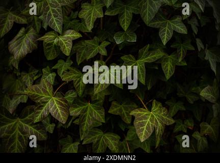 Feuilles de lierre de l'Himalaya, fond Hedera Nepalensis. Fond de feuilles de lierre vert naturel. Feuilles texturées vertes poussant sur un tronc d'arbre. Banque D'Images