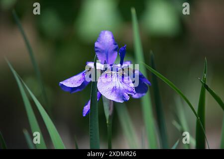 Un Penci l Iris dans un jardin de Cape Cod. Banque D'Images