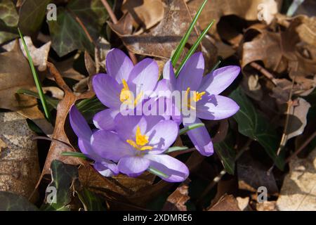 Crocus fleurissant au début du printemps. Un des premiers signes du printemps Banque D'Images