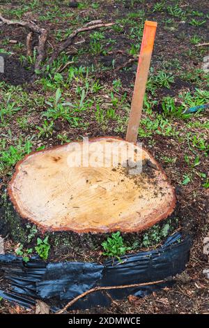 Couper le tronc de conifères et le piquet en bois peint en orange au printemps. Banque D'Images