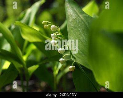 Le muguet dans la forêt Banque D'Images