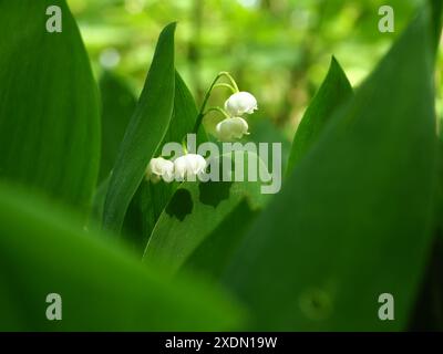 Lily du vallay dans la forêt Banque D'Images