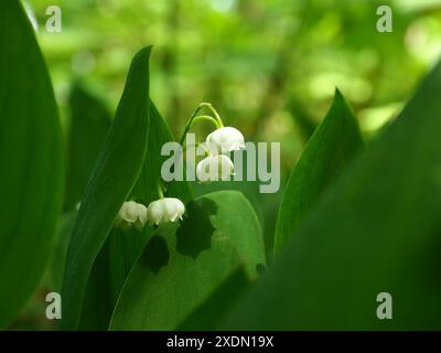 Lily du vallay dans une forêt Banque D'Images