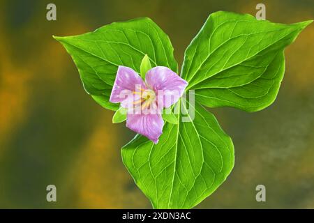 Fleur ou tête de fleur d'une fleur sauvage de trillium du Pacifique, Trillium ovatum, également connu sous le nom de trillium blanc, poussant à l'état sauvage dans le Deschutes National for Banque D'Images