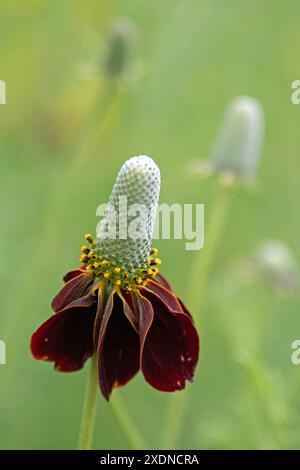 Prairie droite Coneflower (Ratibida columnifera) Banque D'Images