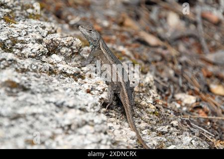 Lézard de clôture de plateau (Sceloporus tristichus) Banque D'Images