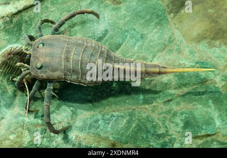 Une illustration de l'euryptéridé éteint Kokomopterus récupérant un trilobite mort sur un fond marin silurien il y a 418 millions d'années. Banque D'Images
