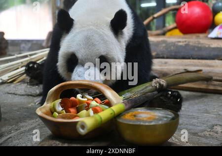 Pékin, province chinoise de Hainan. 23 juin 2024. Le panda géant Gong mange des fruits et légumes réfrigérés au parc animalier tropical et jardin botanique de Hainan à Haikou, dans la province de Hainan, au sud de la Chine, le 23 juin 2024. Alors que les vagues de chaleur frappent la province de Hainan, le parc animalier tropical et le jardin botanique de Hainan fournissent aux animaux des fruits, de la glace et des douches pour les aider à rester au frais en été. Crédit : Guo Cheng/Xinhua/Alamy Live News Banque D'Images