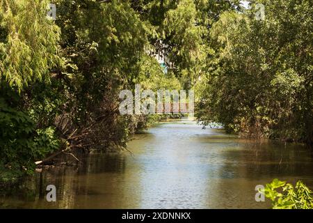 Découvrez les paysages pittoresques près du lac Lady Bird à Austin, Texas. Cette photo capture un pont piétonnier serein encadré par un vert luxuriant Banque D'Images