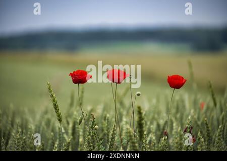 Gros plan de trois coquelicots rouges éclatants debout dans un champ de blé vert luxuriant avec un fond flou pendant une journée d'été. Banque D'Images