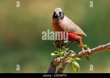 Un petit cirbill à face noire (Estrilda erythronotos) perché sur une branche, Afrique du Sud Banque D'Images