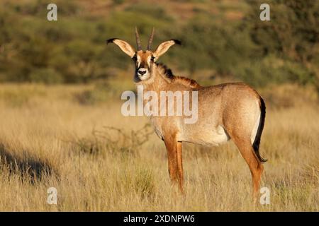 Un antilope roan rare (Hippotragus equinus) dans son habitat naturel, parc national de Mokala, Afrique du Sud Banque D'Images