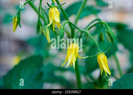 Fleurs de tomates cerises vue rapprochée sur les tomates du patio. Banque D'Images