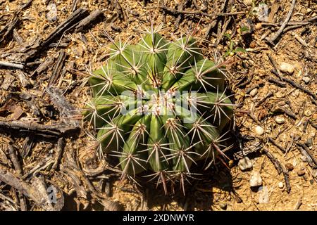 Melocactus curvispinus, connu sous le nom de Turks cap cactus, ou Papes head cactus. Département de la Guajira, Colombie Banque D'Images