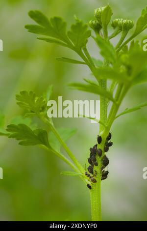 Infestation de pucerons de haricots noirs. Fourmis tendant aux pucerons colonie sur une tige de fleur. Les pucerons et les fourmis se rapprochent. Banque D'Images