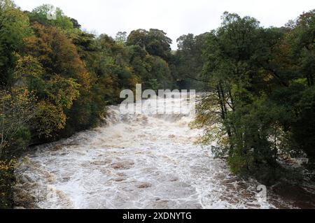 Photo du dossier datée du 23/10/13 d’une vue générale de la rivière URE à écoulement rapide et gonflée à Aysgarth Falls, North Yorkshire. Les trois quarts des rivières britanniques se sont révélés en mauvaise santé écologique par des scientifiques citoyens qui ont prélevé des échantillons de voies navigables à travers le Royaume-Uni dans le cadre de la campagne Great UK WaterBlitz organisée par l'association caritative environnementale Earthwatch Europe. Date d'émission : lundi 24 juin 2024. Banque D'Images