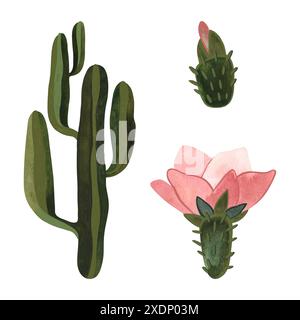 Cactus fleuri avec des fleurs roses. Plantes pour la maison. Floriculture. Flore du désert. Illustration d'aquarelle isolée sur fond blanc. Clipart. Banque D'Images