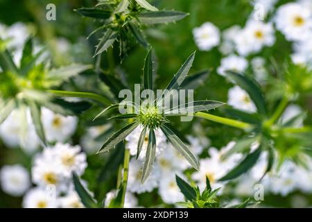 Eryngium planum, houx de mer plat dans le parterre de fleurs avec la fièvre blanche en arrière-plan. Banque D'Images