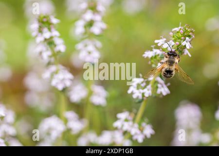 Abeilles mellifera (Apis mellifera) pollinisatrices de fleurs. Abeille collectant le pollen et le nectar des fleurs. Banque D'Images