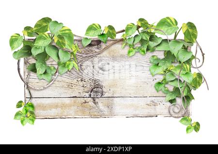 Panneau en bois vintage avec branches de liana et feuilles tropicales. Arrière-plan Exotique avec bois, plantes de jungle et espace de copie pour le texte. Isolé Banque D'Images