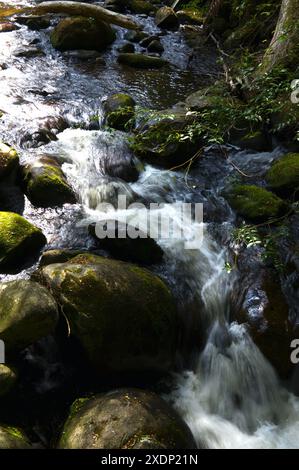 Taggerty Cascades se trouve sur la rivière Taggerty, au nord de Marysville, à Victoria, en Australie. La plus grande partie de cette zone a été détruite dans les 2009 feux de brousse. Banque D'Images