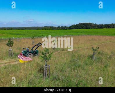 23 juin 2024, Brandenburg, Sieversdorf : sur le pré jacobswiese, l'herbe est coupée avec une tondeuse rotative sur un tracteur (vue aérienne avec un drone). Par beau temps, l'herbe est séchée en environ quatre jours et peut être pressée en balles de foin. Un nouveau verger - avec des variétés anciennes - est en construction depuis environ trois ans directement sur le sentier Jakobsweg dans la municipalité de Jacobsdorf, qui donne son nom au pré. Le Jacobswiese sert à préserver les espèces traditionnelles d'arbres fruitiers, offre à des millions d'insectes une maison fertile et fournit aux gens des informations sur l'an écologique Banque D'Images