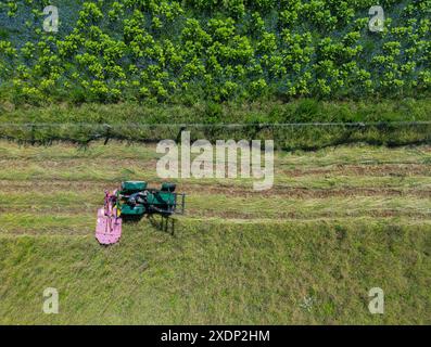 23 juin 2024, Brandenburg, Sieversdorf : sur le pré jacobswiese, l'herbe est coupée avec une tondeuse rotative sur un tracteur (vue aérienne avec un drone). Par beau temps, l'herbe est séchée en environ quatre jours et peut être pressée en balles de foin. Un nouveau verger - avec des variétés anciennes - est en construction depuis environ trois ans directement sur le sentier Jakobsweg dans la municipalité de Jacobsdorf, qui donne son nom au pré. Le Jacobswiese sert à préserver les espèces traditionnelles d'arbres fruitiers, offre à des millions d'insectes une maison fertile et fournit aux gens des informations sur l'an écologique Banque D'Images