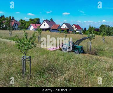 23 juin 2024, Brandenburg, Sieversdorf : sur le pré jacobswiese, l'herbe est coupée avec une tondeuse rotative sur un tracteur (vue aérienne avec un drone). Par beau temps, l'herbe est séchée en environ quatre jours et peut être pressée en balles de foin. Un nouveau verger - avec des variétés anciennes - est en construction depuis environ trois ans directement sur le sentier Jakobsweg dans la municipalité de Jacobsdorf, qui donne son nom au pré. Le Jacobswiese sert à préserver les espèces traditionnelles d'arbres fruitiers, offre à des millions d'insectes une maison fertile et fournit aux gens des informations sur l'an écologique Banque D'Images