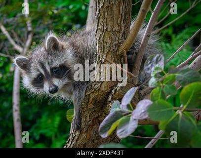 23 juin 2024, Brandenburg, Sieversdorf : un jeune raton laveur (Procyon lotor) regarde vers le bas depuis un arbre sur une propriété privée. Deux petits frères et sœurs raton laveur sont en déplacement ici depuis quelques jours. Lorsque deux paires de ratons laveurs ont été relâchés dans le nord de la Hesse il y a environ 90 ans, personne ne s'attendait à ce que les animaux se propagent énormément dans toute l'Allemagne. Selon les experts, ils constituent désormais une menace pour la diversité des espèces indigènes. La nuit, les couvercles de poubelle hochent, le lendemain matin, les ordures sont tout autour. Dans leur recherche de nourriture, les ratons laveurs ne sont pas exactement attentionnés et difficiles, mais ils le sont tous Banque D'Images