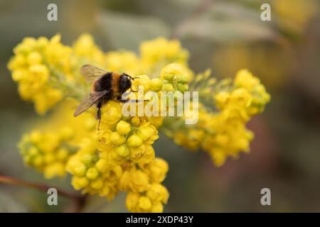 Abeille prenant le pollen d'une fleur jaune. Banque D'Images