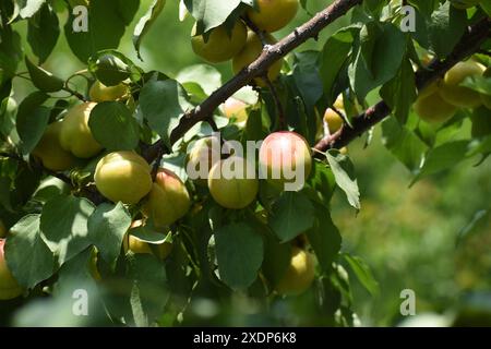 Srinagar, Inde. 23 juin 2024. A Srinagar, Cachemire, Inde, le 23 juin 2024 : dans la vallée du Cachemire, après l'Aïd ul Adha, les agriculteurs commencent à récolter les abricots cramoisis et succulents qui ornent les arbres. Photo danoise Showkat/Sipa USA crédit : Sipa USA/Alamy Live News Banque D'Images