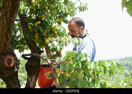 Srinagar, Inde. 23 juin 2024. A Srinagar, Cachemire, Inde, le 23 juin 2024 : le 23 juin 2024, dans les vergers pittoresques du Cachemire, un gentleman a soigneusement cueilli des abricots de branches chargées, lançant habilement chacune dans son panier. Photo danoise Showkat/Sipa USA crédit : Sipa USA/Alamy Live News Banque D'Images