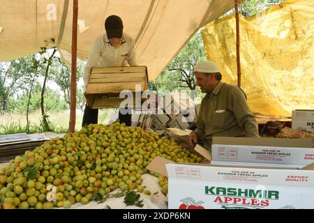 Srinagar, Inde. 23 juin 2024. À Srinagar, Cachemire, Inde, le 23 juin 2024 : au Cachemire, un homme local trie soigneusement et emballe les abricots dans des boîtes, les catégorisant par couleur et taille au milieu d'un monticule de fruits fraîchement récoltés. Photo danoise Showkat/Sipa USA crédit : Sipa USA/Alamy Live News Banque D'Images