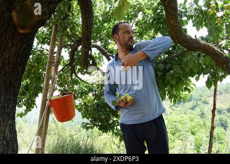 Srinagar, Inde. 23 juin 2024. A Srinagar, Cachemire, Inde, le 23 juin 2024 : le 23 juin 2024, dans les vergers pittoresques du Cachemire, un gentleman a soigneusement cueilli des abricots de branches chargées, lançant habilement chacune dans son panier. Photo danoise Showkat/Sipa USA crédit : Sipa USA/Alamy Live News Banque D'Images