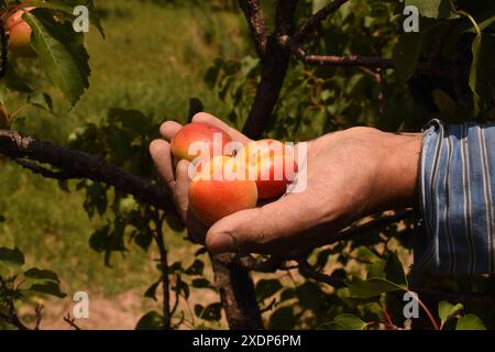 Srinagar, Inde. 23 juin 2024. A Srinagar, Cachemire, Inde, le 23 juin 2024 : dans la vallée du Cachemire, après l'Aïd ul Adha, les agriculteurs commencent à récolter les abricots cramoisis et succulents qui ornent les arbres. Photo danoise Showkat/Sipa USA crédit : Sipa USA/Alamy Live News Banque D'Images