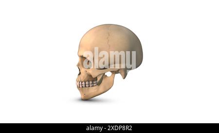 Os de crâne humain isolé sur fond blanc Banque D'Images