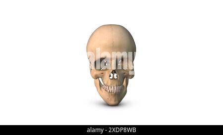 Os de crâne humain isolé sur fond blanc Banque D'Images